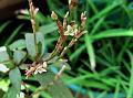 Creeping Himalayan Knotweed